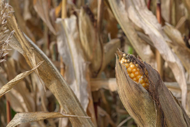Yellow, dry corn stems at damaged corn field due to long time drought