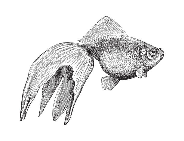 illustration from Meyers Konversations-Lexikon 1897
