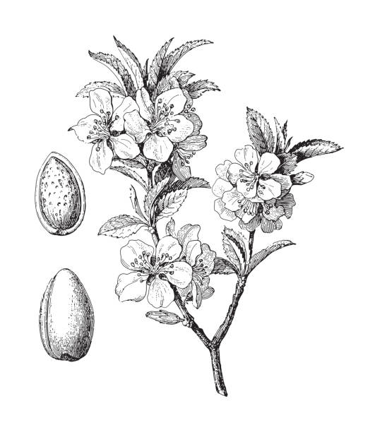 Almond (Prunus dulcis) - vintage engraved illustration illustration from Meyers Konversations-Lexikon 1897 almond tree stock illustrations
