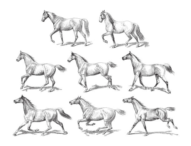 Horse collection - vintage engraved illustration illustration from Meyers Konversations-Lexikon 1897 bridle stock illustrations