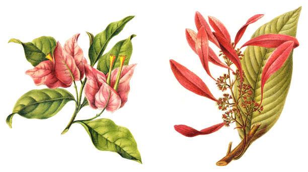 ilustraciones, imágenes clip art, dibujos animados e iconos de stock de izquierda: bougainvillea spectabilis y derecha: chaconia (warszewiczia coccinea) - ilustración grabada vintage - poinsettia flower potted plant plant