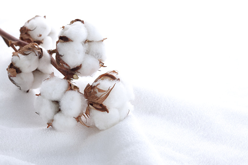 Cotton plant flower isolated on cotton towel