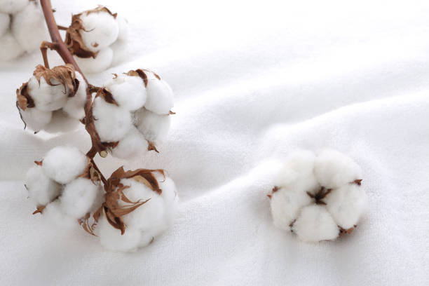 Cotton flower stock photo