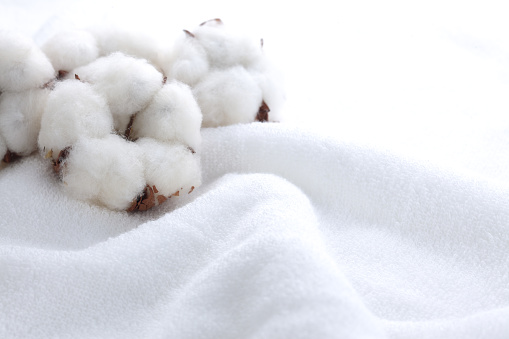 Cotton plant flower isolated on cotton towel