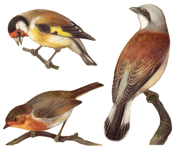 ilustraciones, imágenes clip art, dibujos animados e iconos de stock de colección de aves - jilguero (carduelis elegans), petirrojo europeo (erithacus rubecula), alcaudón de lomo rojo (lanius collurio) / ilustración vintage - jilguero