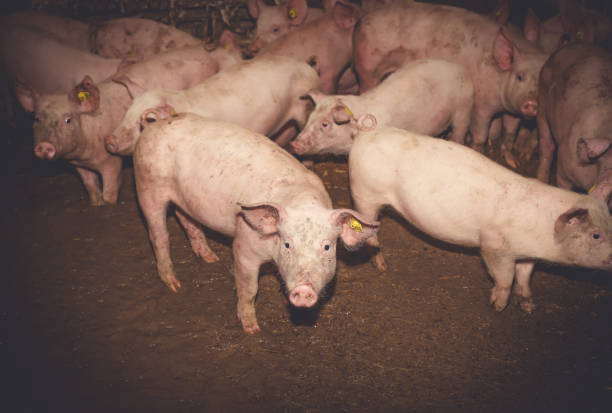 istock Pigs in the farm 1361484262