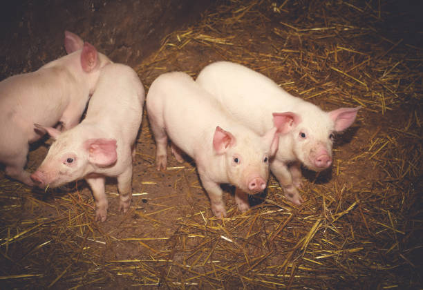 istock Pigs in the farm 1361484905