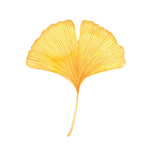 ilustrações, clipart, desenhos animados e ícones de folha de ginkgo amarelo de aquarela - ginkgo tree