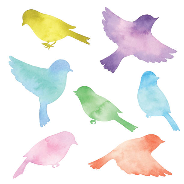 akwarelowe sylwetki coloful birds - songbird stock illustrations