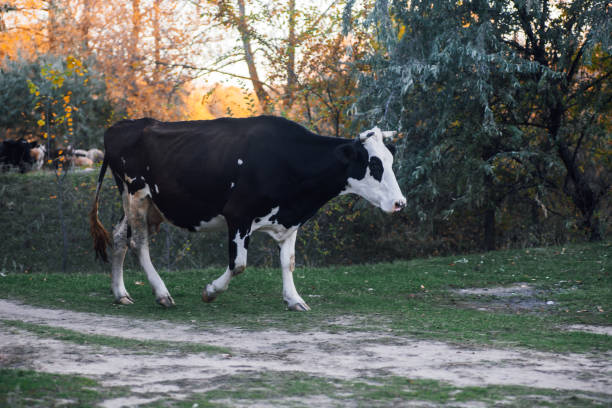 Free Stock Photo of Black Cow Walking Across Middle of Road | Download ...