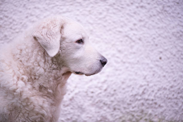 Great Pyrenees Dogs - Mt. Pisgah, NB Canada - working farm dogs