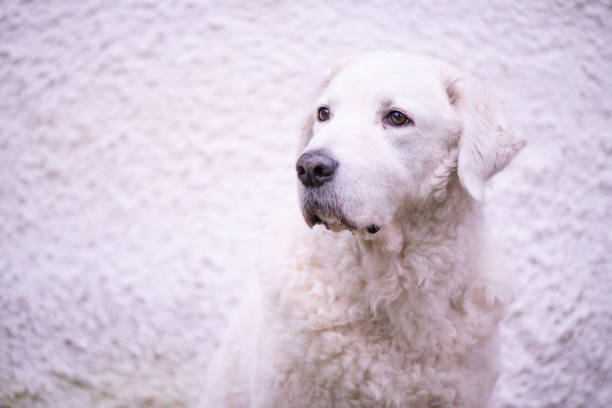 Close up portrait of a  beautiful mature female Kuvasz dog with a white wall in the background