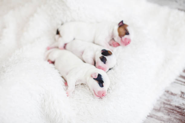 istock Newborn puppy with mother dog 1361486103