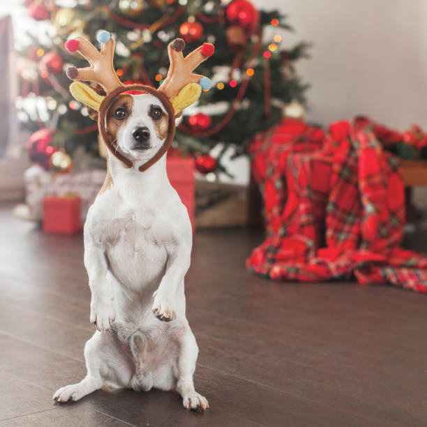 istock Dog near christmas tree 1361487040