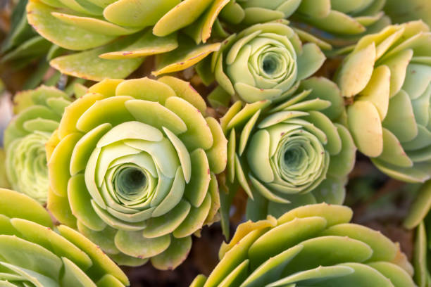 close up of succulent plant in pot - 16312 imagens e fotografias de stock