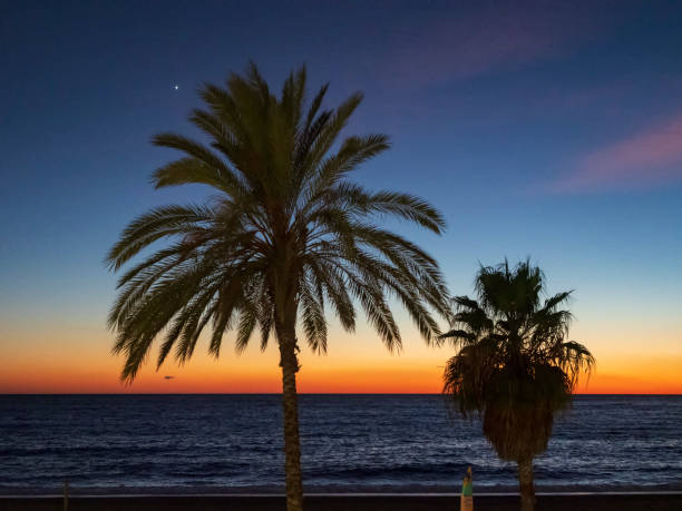 istock Siluetas de palmeras al atardecer 1361489241
