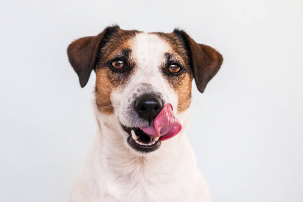 perro cachorro divertido y hambriento lamiéndose la nariz con la lengua fuera - terrier jack russell fotografías e imágenes de stock