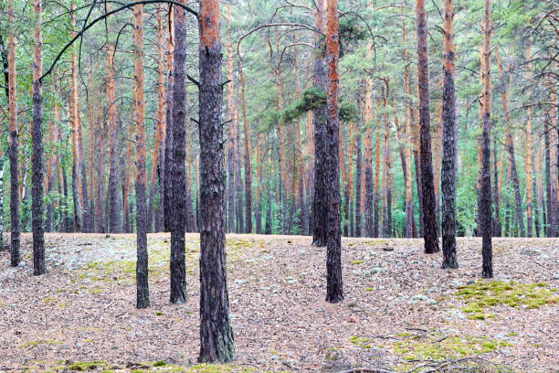 istock view of tree trunks in a pine forest 1361490392