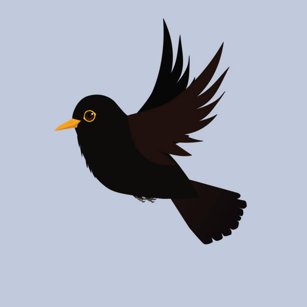 Blackbird flying Blackbird flying. Cut out on a light blue background. It is a male bird. blackbird stock illustrations