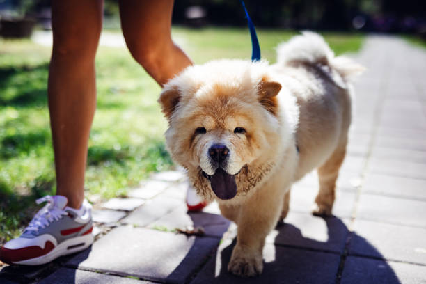 Chow Chow walking outdoors
