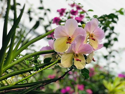 Pale yellow and pinkish purple Vanda orchid flowers in Thailand.