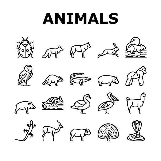 Wild Animals, Bugs And Birds Icons Set Vector Wild Animals, Bugs And Birds Icons Set Vector. Alligator Reptile And Cobra Snake, Lama And Antelope, Gorilla And Hippopotamus Wild Animals Line. Chameleon And Lizard Black Contour Illustrations antelope stock illustrations