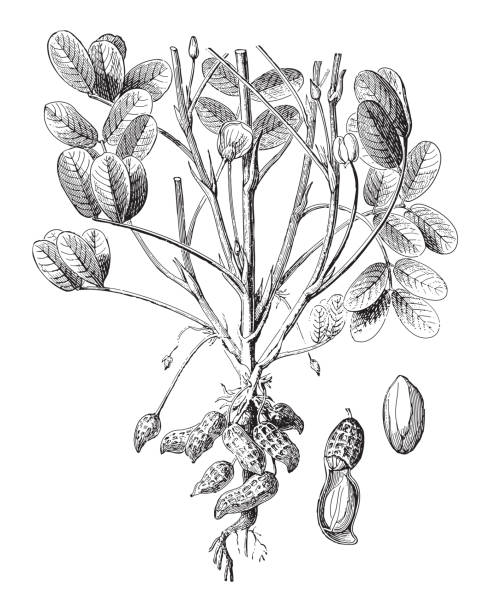 арахис (arachis hypogaea) - винтажная гравированная иллюстрация - arachis hypogaea illustrations stock illustrations