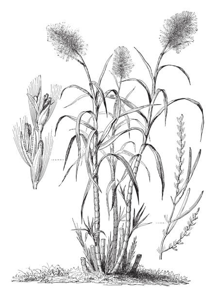 trzcina cukrowa (saccharum officinarum) / ilustracja grawerowana w stylu vintage - sugar flowers stock illustrations