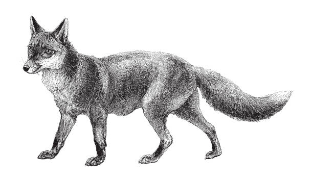 bildbanksillustrationer, clip art samt tecknat material och ikoner med fox (vulpes vulpes) - vintage engraved illustration - allätare