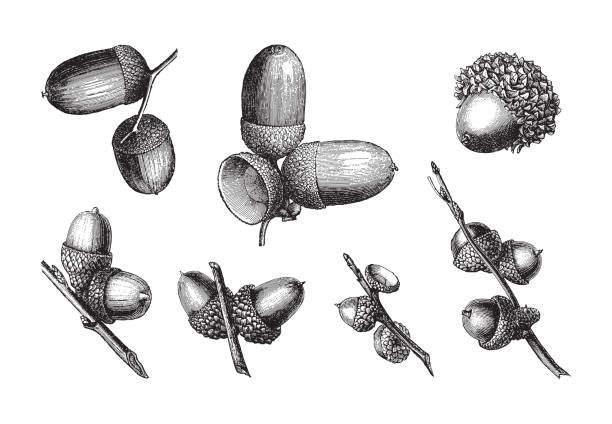 stockillustraties, clipart, cartoons en iconen met set of acorns - vintage engraved  illustration - herfst nederland