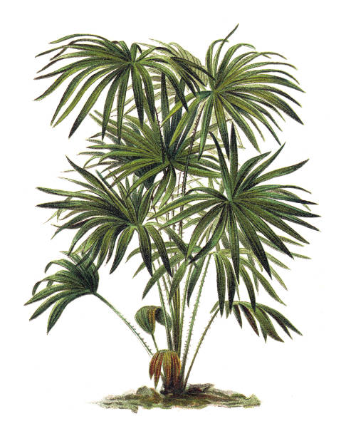 roślina - livistona (corypha) australis - palma kapuściana - vintage grawerowana ilustracja - palm tree stock illustrations