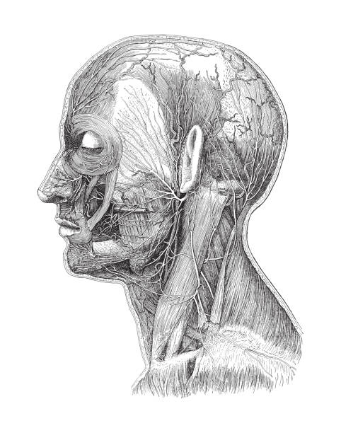 ilustrações, clipart, desenhos animados e ícones de anatomia da cabeça humana - sistema de veias - ilustração vintage gravada - esquema de neurónios