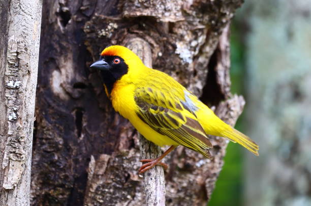 cape weaver mâle - tisserin photos et images de collection