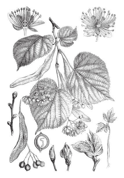 Small-leaved Lime (Tilia cordata) - vintage engraved illustration illustration from Meyers Konversations-Lexikon 1897 tilia cordata stock illustrations