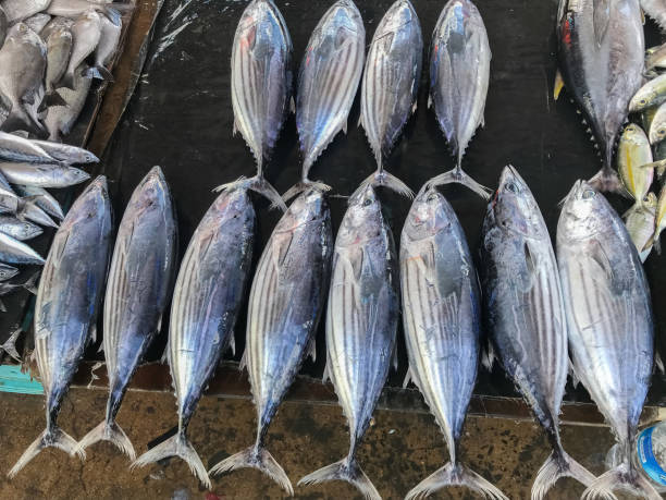 istock heaps of skipjack tuna piled up on the deck 1361501837