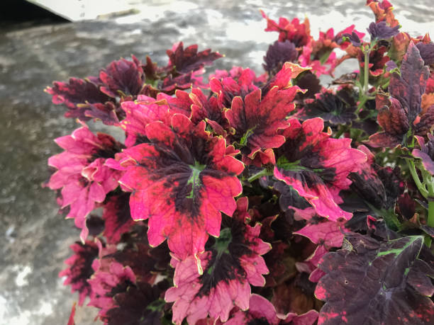 Red and green leaves of the coleus plant, Plectranthus scutellarioides stock photo
