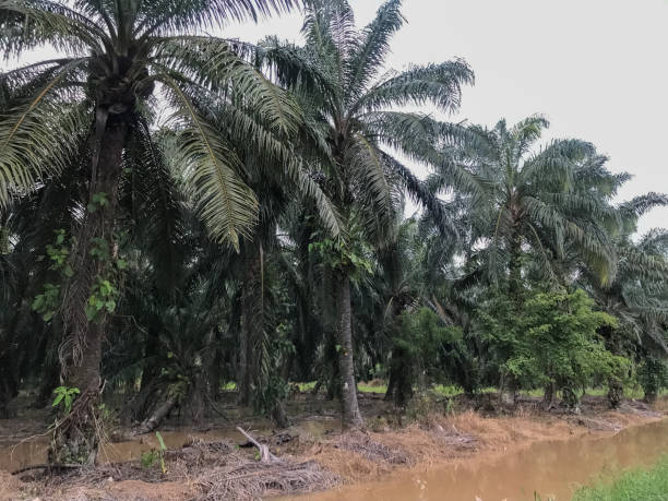 Oil palm tree planted close to the river stock photo