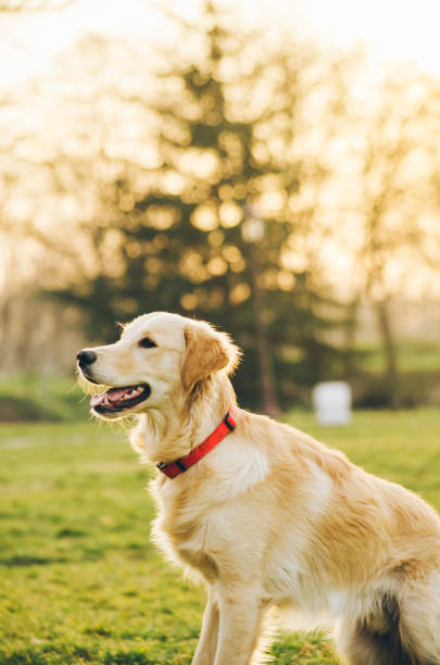 istock Dog in the park 1361504251