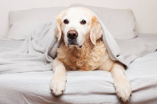 istock Golden retriever dog on bed. 1361505589