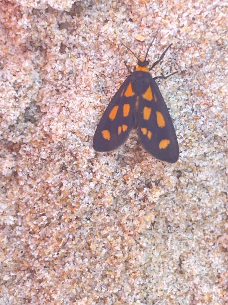 istock Butterfly at the beach 1361505641