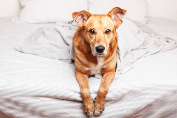 istock Red mixed breed dog on bed. 1361505812