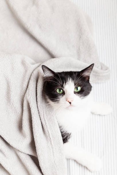 istock Black ans white relaxing cat under plaid 1361505981