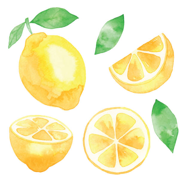 illustrazioni stock, clip art, cartoni animati e icone di tendenza di acquerello limoni freschi - limone