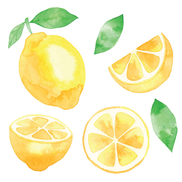 수채화 신선한 레몬 - lemon isolated clipping path white background stock illustrations