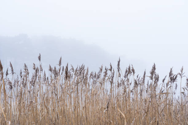 caña común (phragmites) en un día helado y brumoso en la costa oeste sueca. - carrizo común fotografías e imágenes de stock