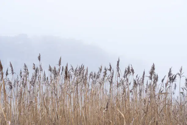 Common Reed (Phragmites) on a frosty and foggy day on the Swedish West Coast. Selective focus.