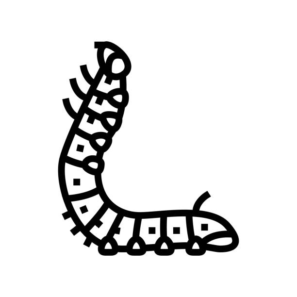ilustraciones, imágenes clip art, dibujos animados e iconos de stock de larvas línea de gusano de seda icono ilustración vectorial - silkworm