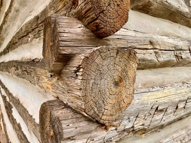 Chinking Timber 300+ Weathered Log Tree Trunk Cabin Stock Photos, Pictures & Royalty ...