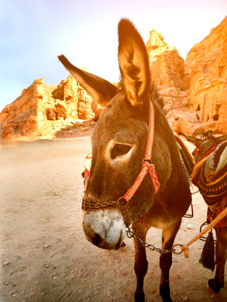 istock Traditional Donkey ride in Petra, Jordan 1361511175
