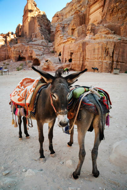 istock Traditional Donkey ride in Petra, Jordan 1361511204